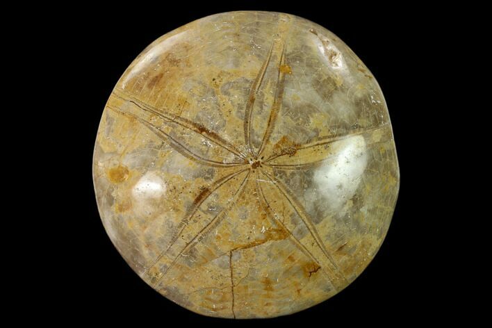 Polished Fossil Sand Dollar (Mepygurus) - Jurassic #139863